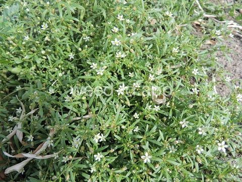 carpetweed